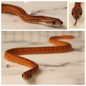 Pantherophis guttatus - Diffuse Tessera Corn Snake