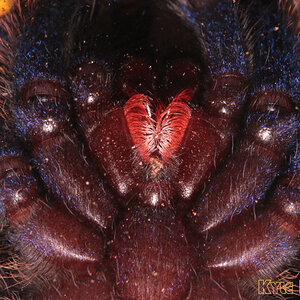 Poecilotheria-metallica45.jpg