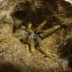 0.1 Ornithoctoninae sp. 'Vietnam Silver' (2")