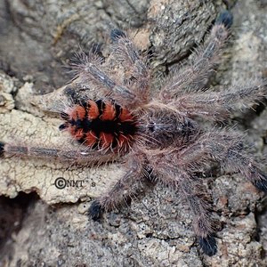 0.0.1 Avicularia minatrix - 1.625" DLS