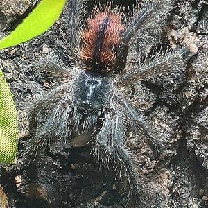 Avicularia