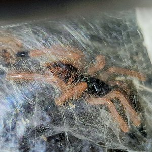 0.0.1 Avicularia avicularia m#2(ex Braunshauseni) L3...