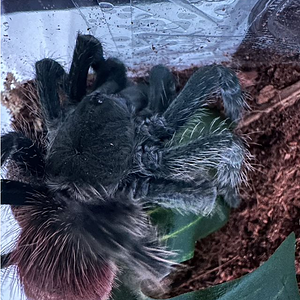 Brachypelma vagans?