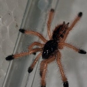 0.0.1 Avicularia Avicularia m#2, L3