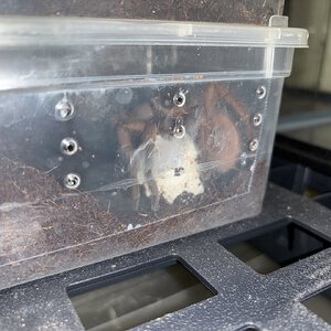 Citharacanthus cyaneus guarding her eggsac