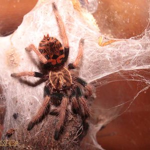 Chromatopelma-cyaneopubescens12.jpg