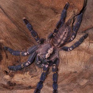 Poecilotheria-metallica47.jpg