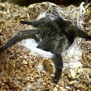 Chilobrachys sp Kaeng Krachan <Male>