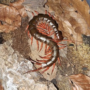 0.0.1 Scolopendra dehaani "red"