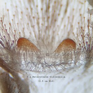 0.1 Heterothele villosella (1")