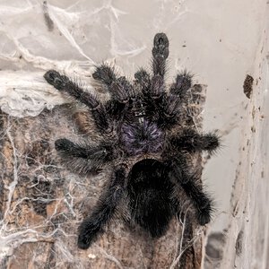 Avicularia purpurea hugging her "tree"