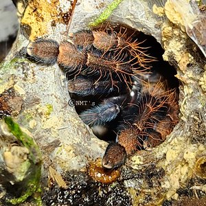 0.0.1 Phormingochilus sp. Sabah red - 2" DLS