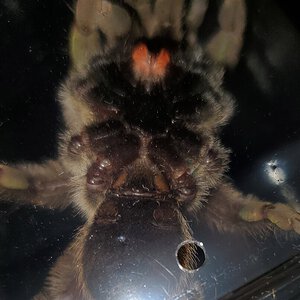 Psalmopoeus cambridgei 4"