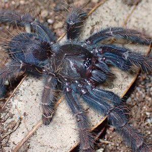 0.0.1 Phormingochilus sp. Sabah red - 2.125" DLS