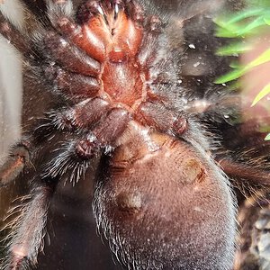 Brachypelma Albiceps