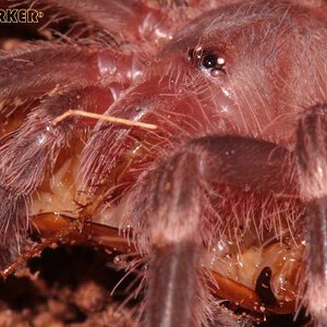 Acanthoscurria-geniculata14.jpg