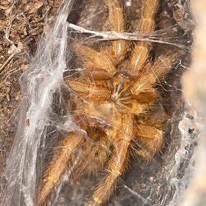 Freshly molted P. murinus :)