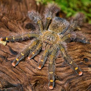 Avicularia rufa