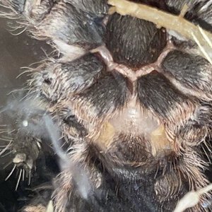 Acanthoscurria geniculata 2.5"