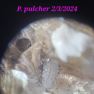 P. Pulcher ~2"DLS