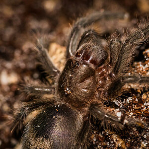 Grammostola pulchra