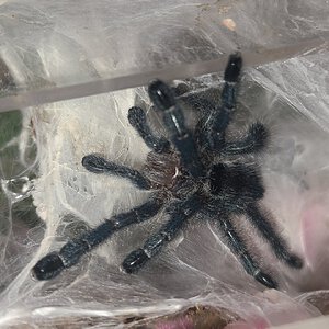 Avicularia purpurea sling