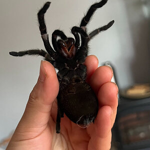 Female G. pulchra