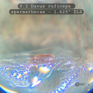 0.1 Davus ruficeps - 1.5" DLS