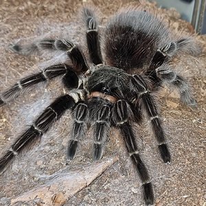 Acanthoscurria chacoana