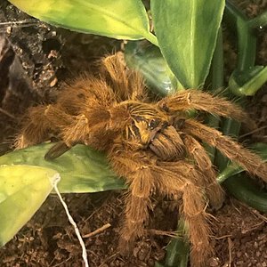 P. murinus just walking around