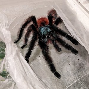 MM C. versicolor