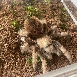 Aphonopelma chalcodes