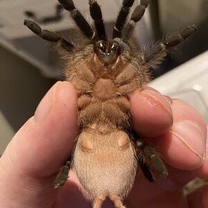 Aphonopelma seemanni .jpeg