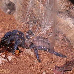 Poecilotheria-metallica48.jpg