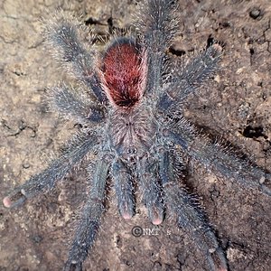 0.1 Avicularia juruensis M2 - 4.75" DLS