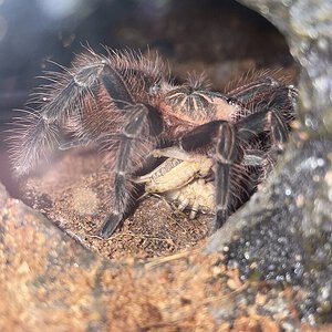 Pamphobetus platyomma male feeding