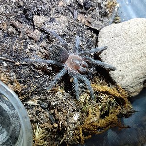 Aphonopelma sp Acapulco