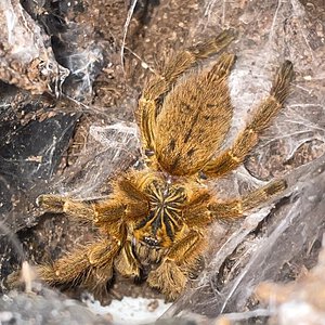 OBT P. murinus on display for the first time ever