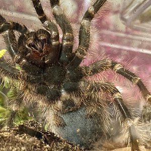 G pulchripes ventral