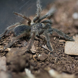 Augacephalus breyeri sling (mediocre) stack-photo