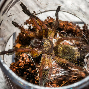 Harpactira pulchripes