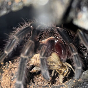 Pamphobetus platyomma enjoying his meal