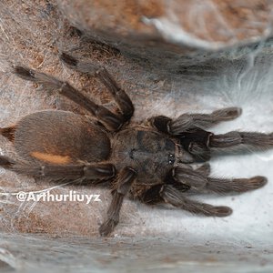 0.1 Chilobrachys sp. "Penang"