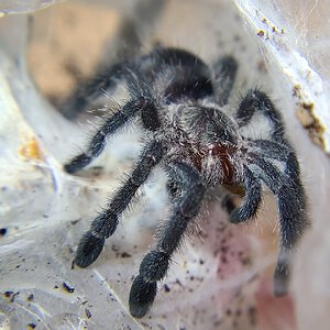 Avicularia purpurea juvie with a mealworm