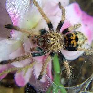 Chromatopelma cyaneopubescens 1.5"DLS sling