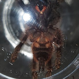 Psalmopoeus victori 3"