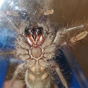 Theraphosa apophysis #2