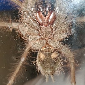 Theraphosa apophysis #3