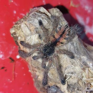 Avicularia sp. Pucallpa 02.1 .jpg