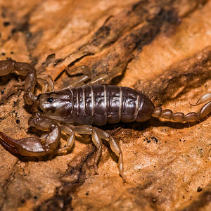 Euscorpius cf. salentinus